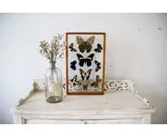 Vitrine cadre papillons