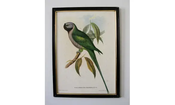 Lithographie Perroquet