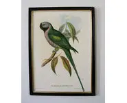 Lithographie Perroquet