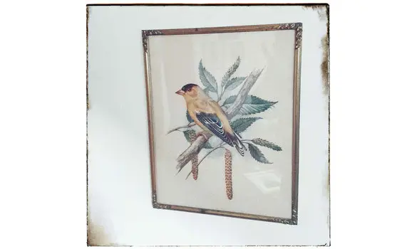 Lithographie d'oiseau encadrée